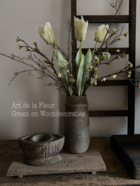 XL Papagaai Tulp Cream  Nieuw