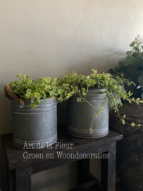 Zinken pot L incl 3 Nepeta rechts op de foto