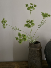 Dille groen 80 cm