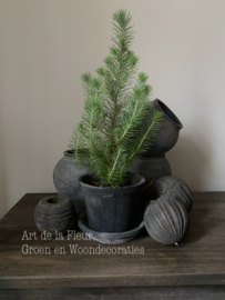 Sleetse buitenpot met schotel en echt Pinus boompje