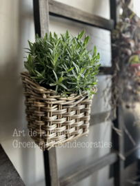 Lavendel - wit - geurend potmaat 12 cm