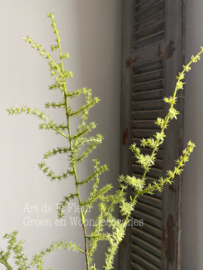 Kunst tak Wilde Asparagus gras groen 5 vertakkingen
