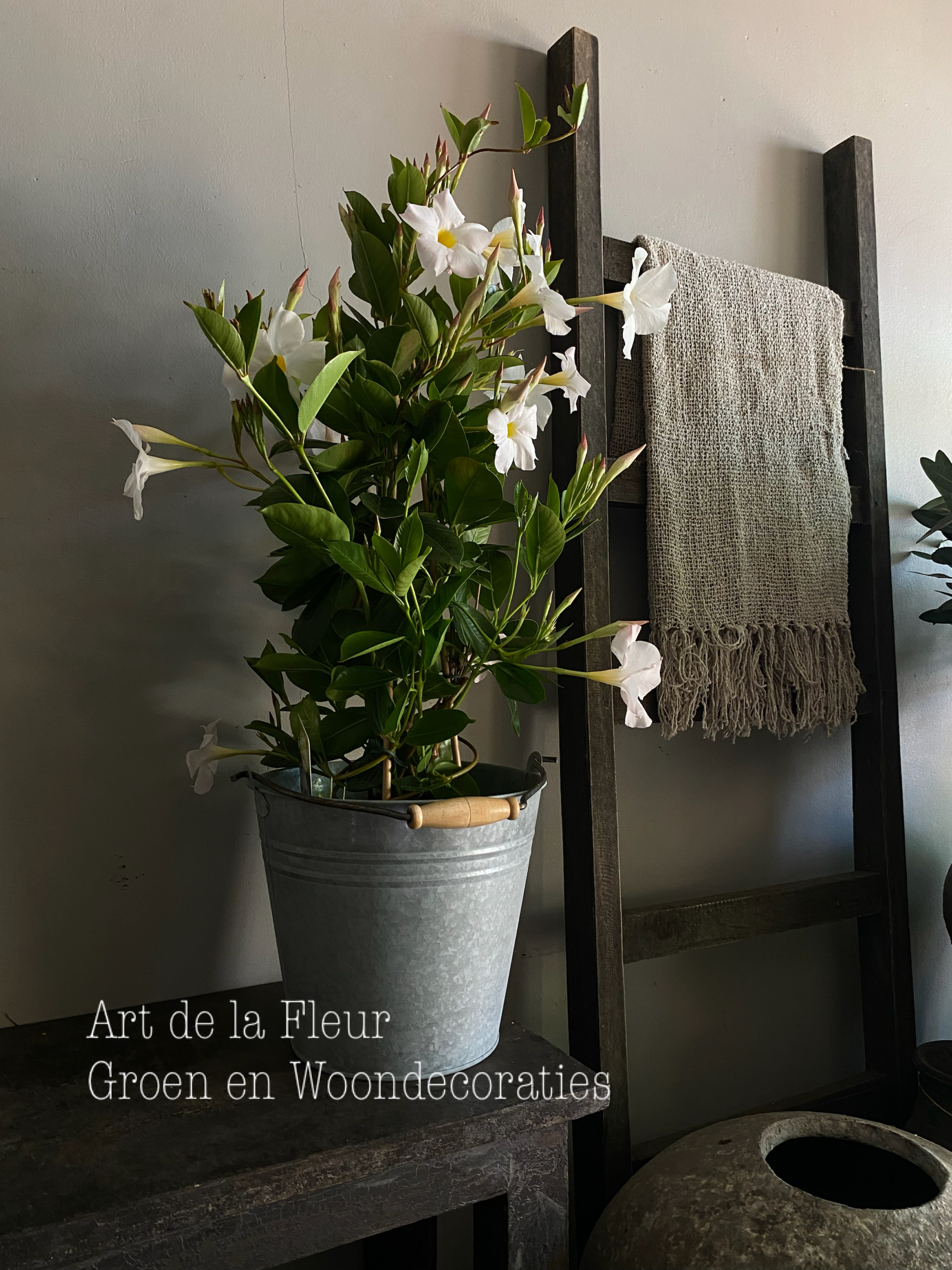 Mandevilla bomvol knoppen ! Ong 60 cm hoog