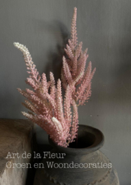 Astilbe pink   70 cm
