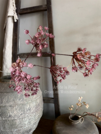 Queen Ann’s Lace | Burgundy Roze 6-vertakkingen 115 cm