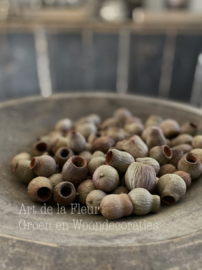 Eucalyptus Bell  zak 500 gram ongeveer 100 stuks