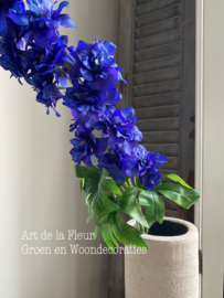 Ridderspoor | Delphinium 1.00 | 1.10 cm Blauw