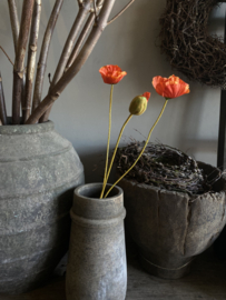 Klaproos donker oranje met knop