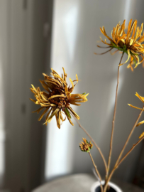 Mum spray brown | Cognac Spin Chrysant 91 cm