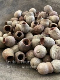 Eucalyptus Bell  zak 500 gram ongeveer 100 stuks