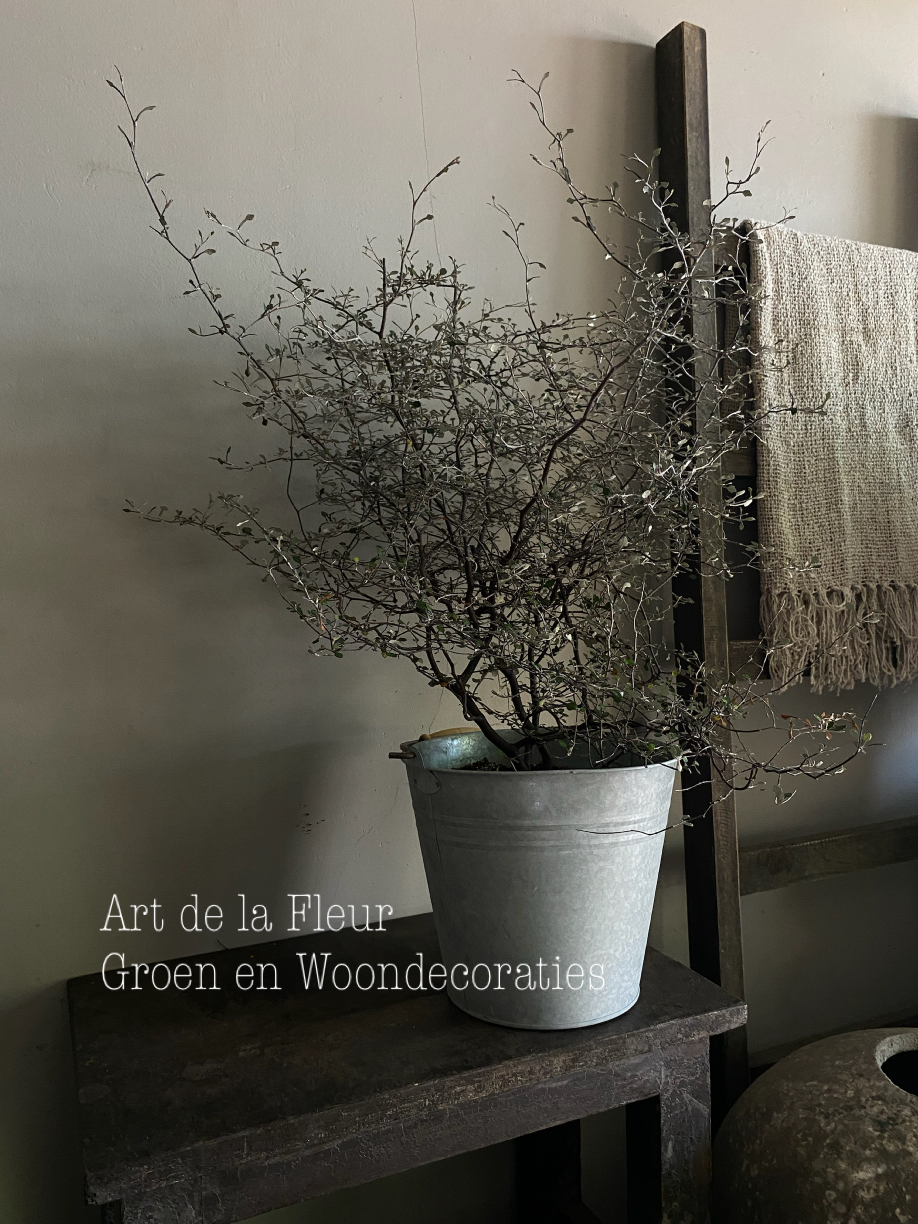 XXL Corokia plant ( beste buiten ) excl emmer