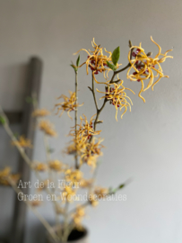 Hamamelis 121 cm