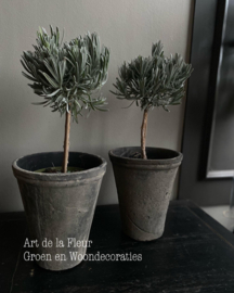 Lavendel op stam ong 25 a 30 cm hoog ( excl pot )