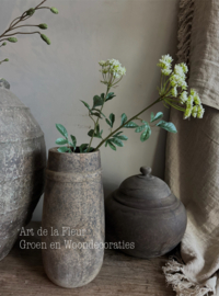 Dille wit 2 bloemen per steel