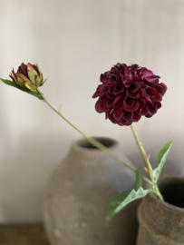 Dahlia Hillcrest Bordeaux 69 cm