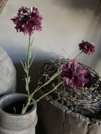 Korenbloem Bordeaux 61 cm