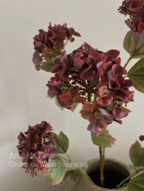 Hortensia Burgundy 95 cm