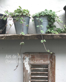 Nepeta de fantastische snel groeier potmaat 10 cm