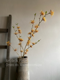 Hamamelis 121 cm