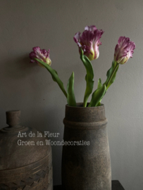 Papegaai tulp de luxe gemêleerd donker  51 cm