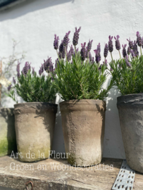 Lavandula Anouk vlinder Lavendel excl pot