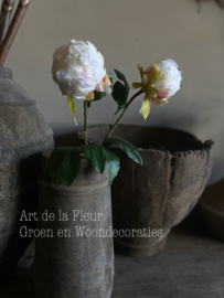 Pioen Wit 52 cm
