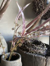 Eucalyptus  zwaardblad met vrucht  PTMD