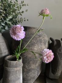 Scabiosa heel zacht Lila 76 cm