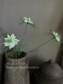 Nigella  drie bloemen op een steel