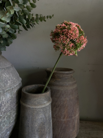 Anise koraal | zalm 69 cm