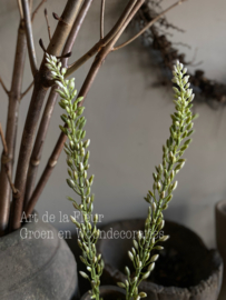 Eremurus knop groen | wit 109 cm lange middelste bloem