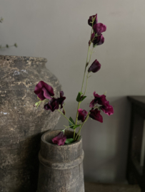 Sweetpea Bordeaux | Fuchsia 82 cm