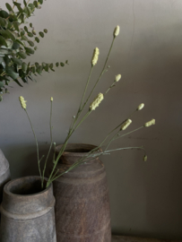 Pimpernel ong 80 cm White