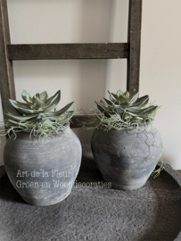 Steker |  Echeveria 18 cm