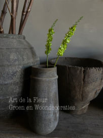 Eremurus groen 58 cm