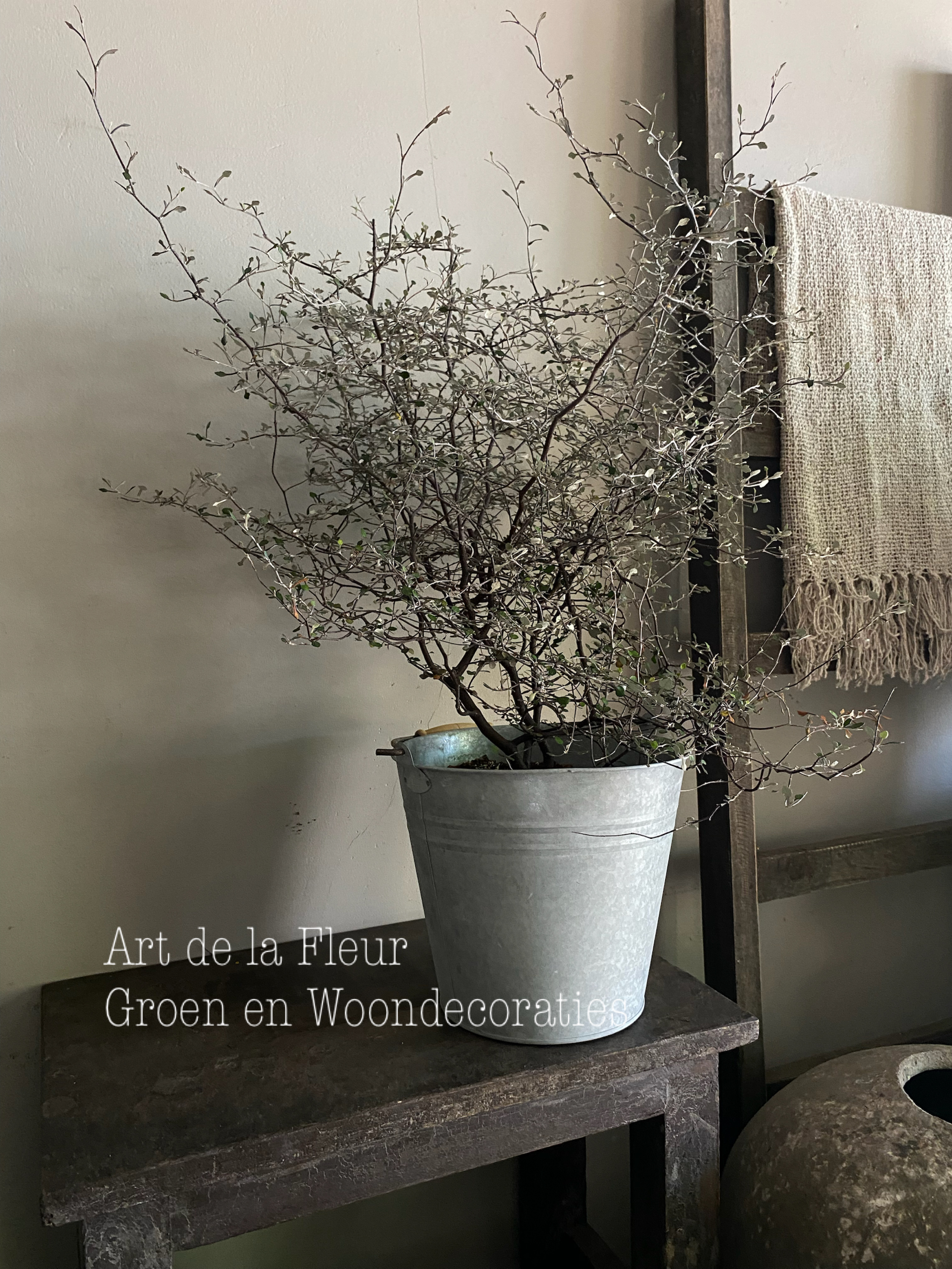 XXL Corokia plant ( beste buiten ) excl emmer