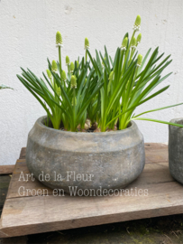 Betonnen plantenschaal L 25 x 25 x 11