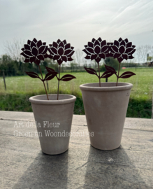 Roest tuinsteker Dahlia 38 cm