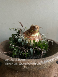 Amaryllisbol M opgemaakt met Bonsai , Tillantia en Eucalyptus