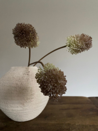 Alium Groen met Aubergine 60 cm