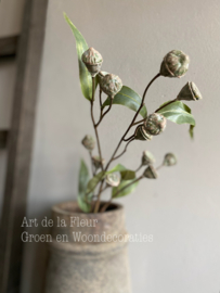 Eucalyptus Seed spray Green 71 cm