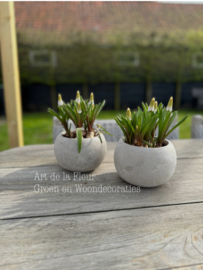 Setje van twee grijze potjes met witte druifjes