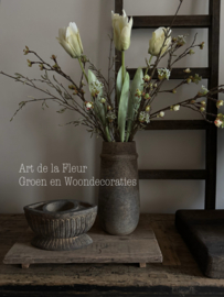 XL Papagaai Tulp Cream  Nieuw