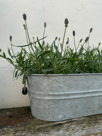 Lavendel paars fijn soortje ( vaste plant )