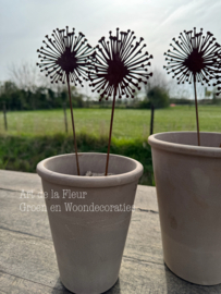 Roest tuinsteker Allium 38 cm