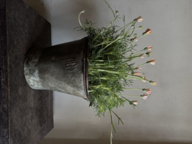 Oud uitziende emmer  B 22 x 21