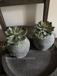 Steker |  Echeveria 18 cm