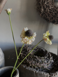 Helenium spray 70 cm Gemeleerd perzik