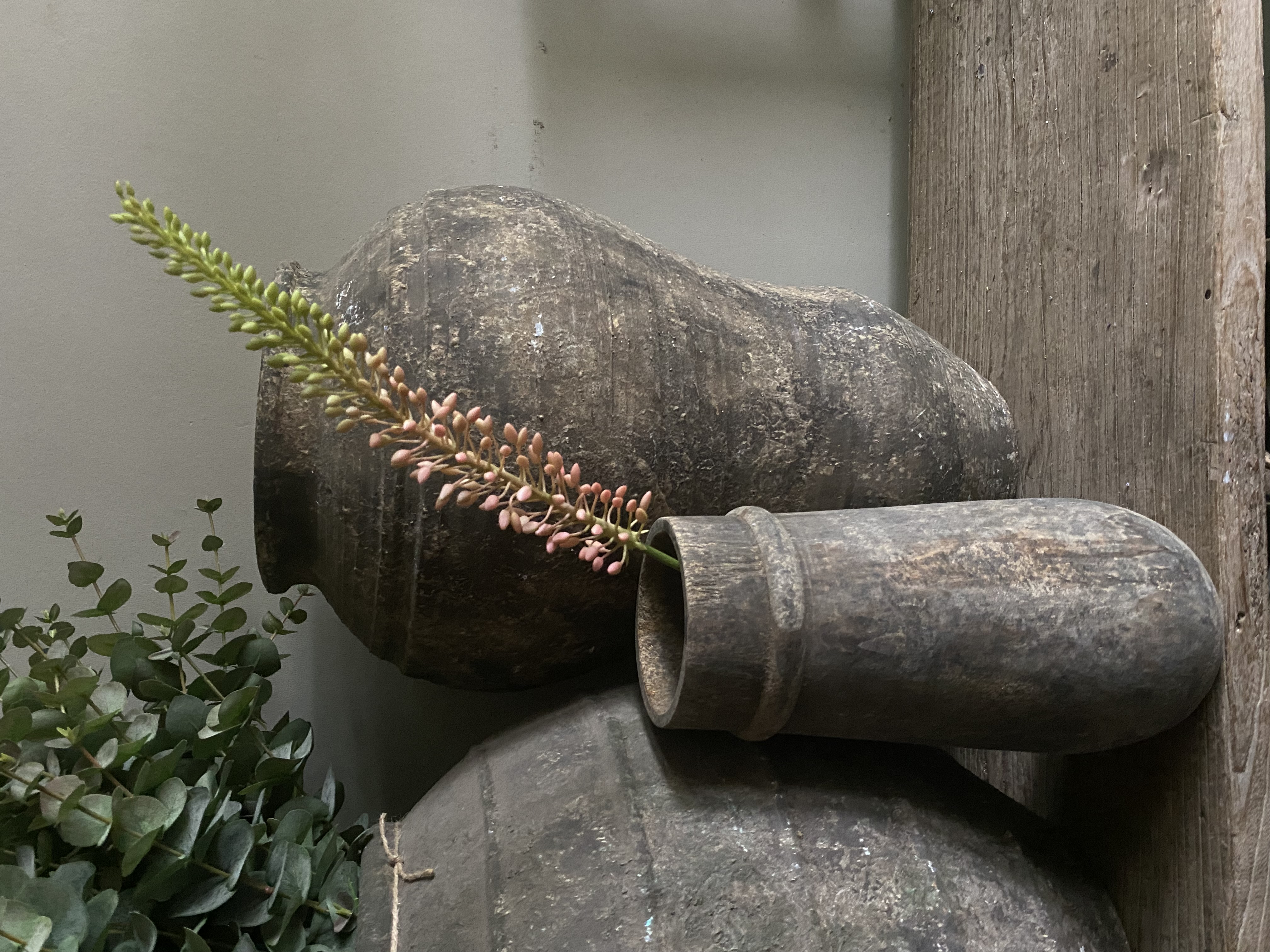 Eremurus roze 75 cm