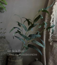 Zwaard eucalyptus